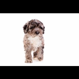 Blue Merle Sproodle